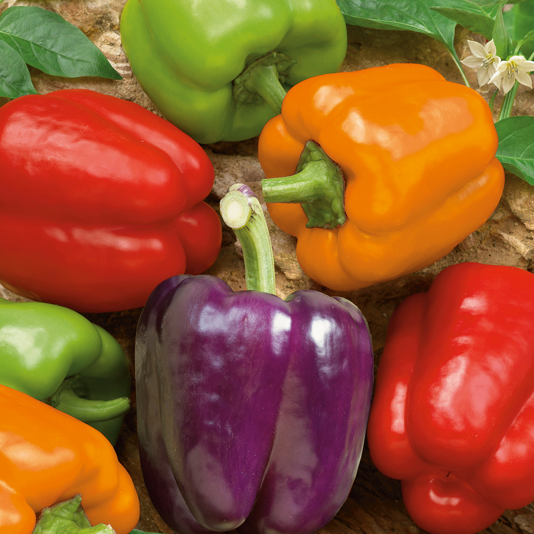 PEPPER RAINBOW MIXED