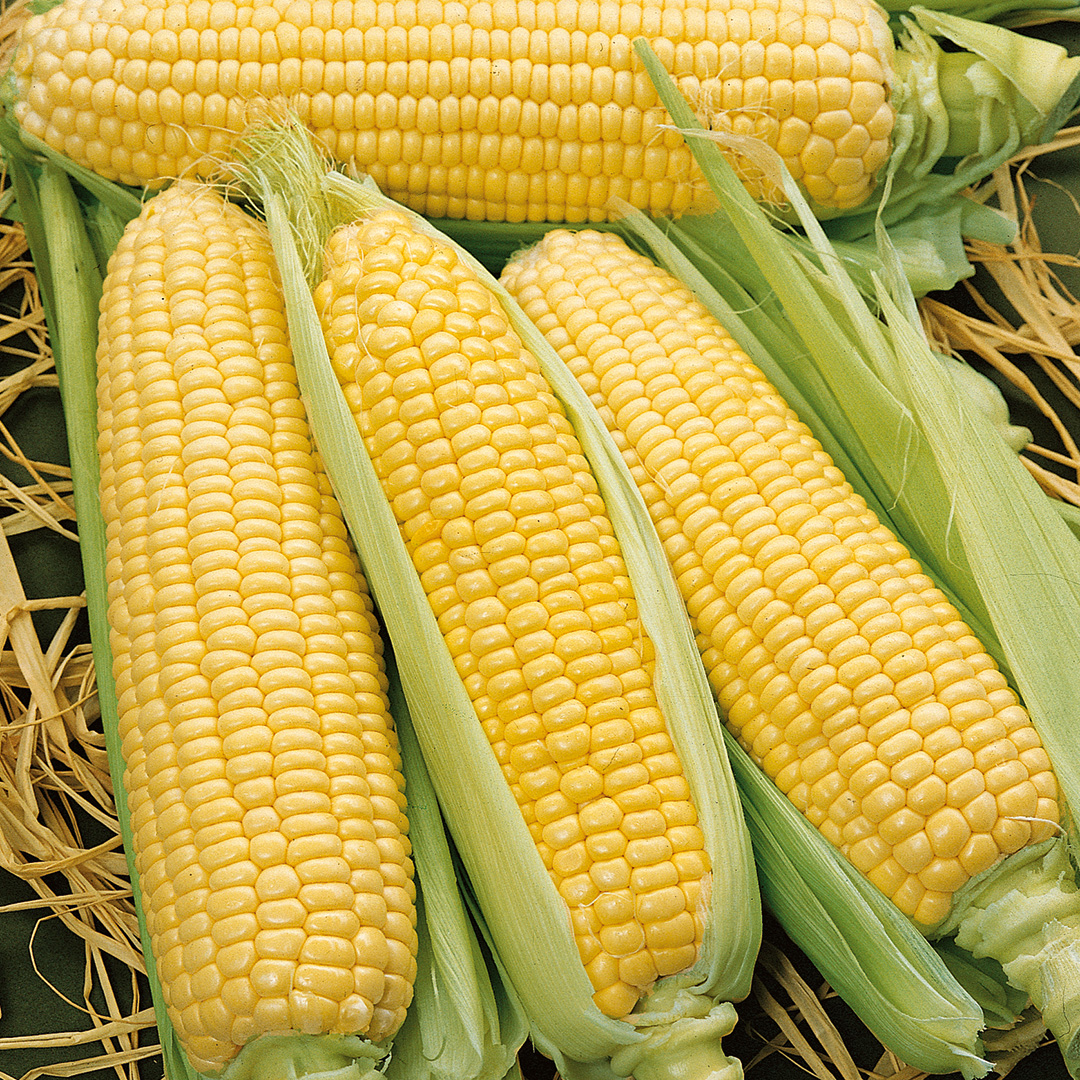 SWEET CORN INCREDIBLE