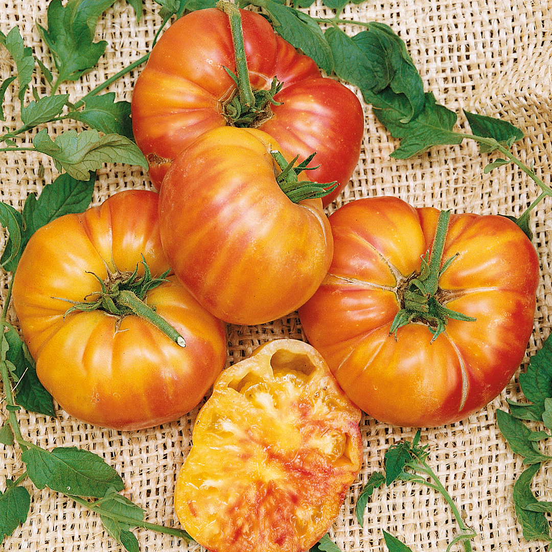TOMATO BUFFALOSUN F1
