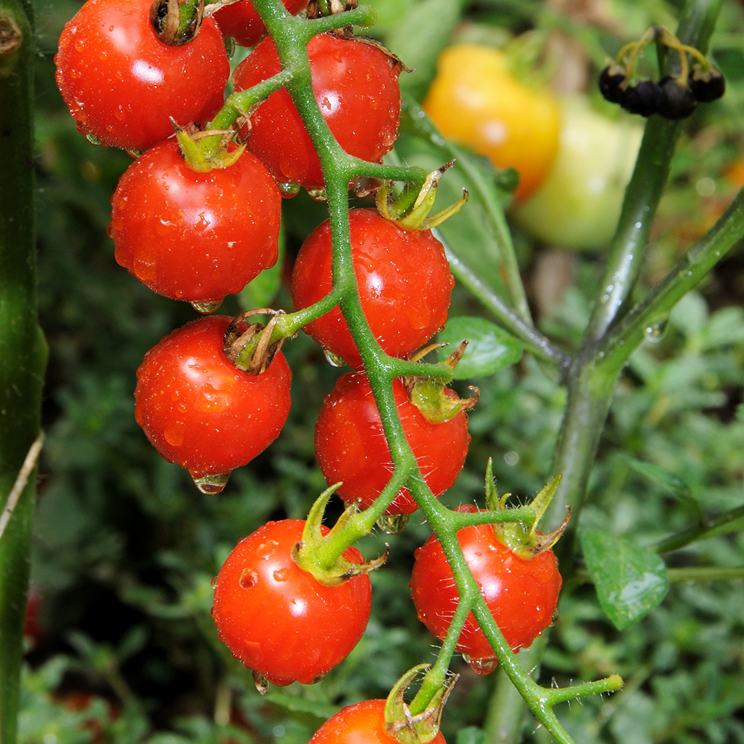 TOMATO COCKTAIL CRUSH