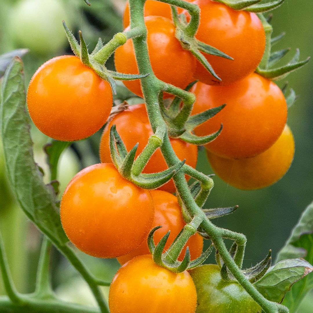 TOMATO GOLDEN CHERRY