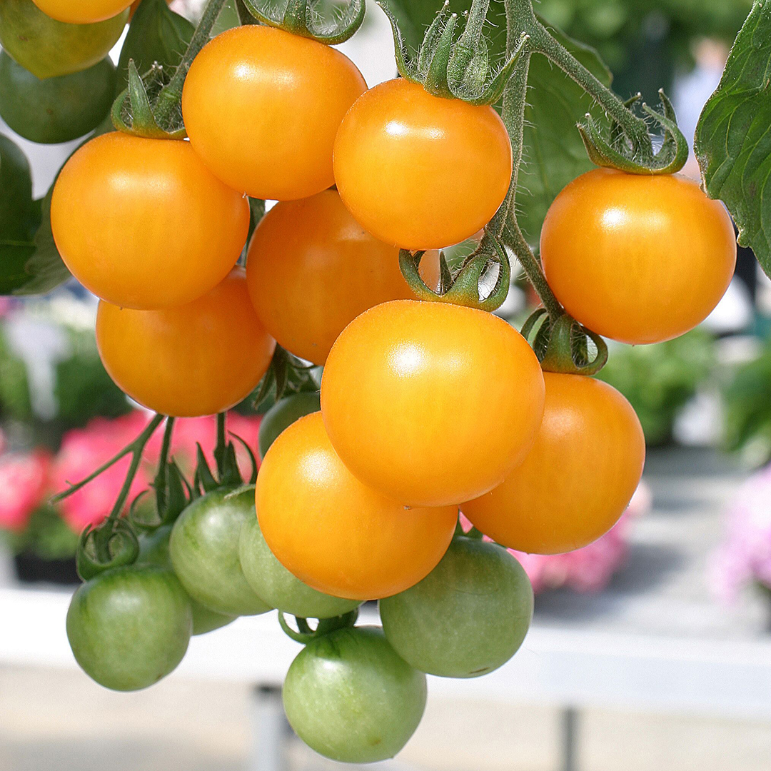 TOMATO TUMBLING TOM YELLOW