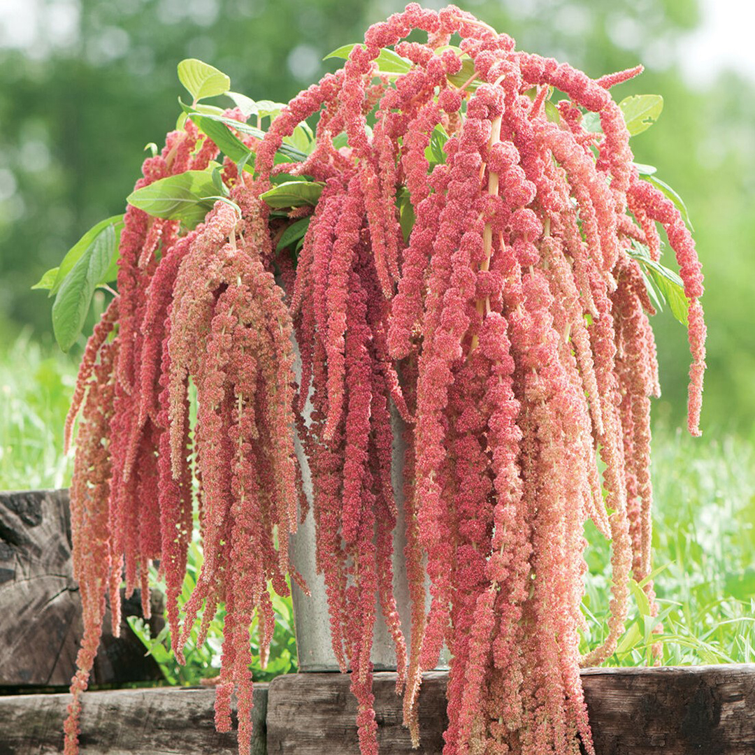 AMARANTHUS CORAL FOUNTAIN