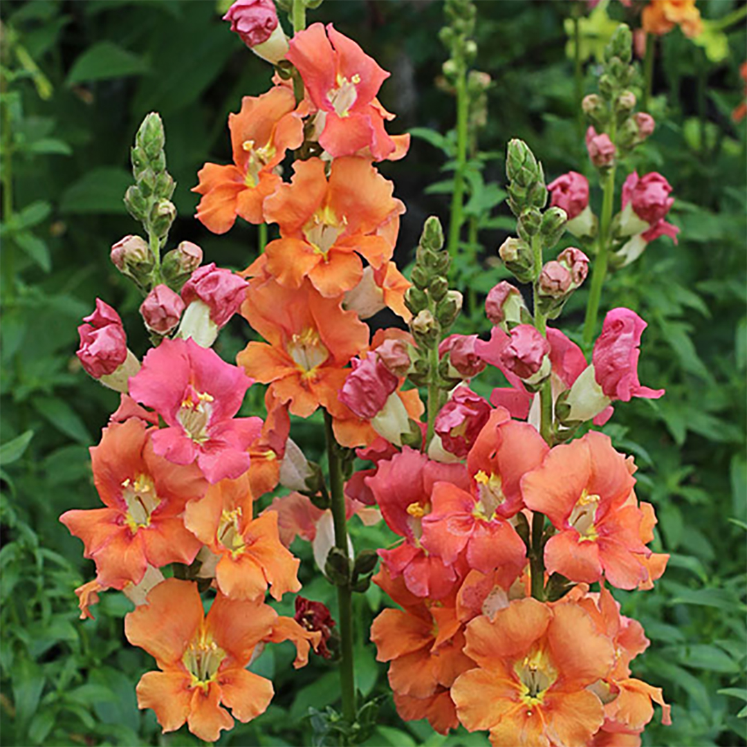 ANTIRRHINUM CHANTILLY BRONZE F1