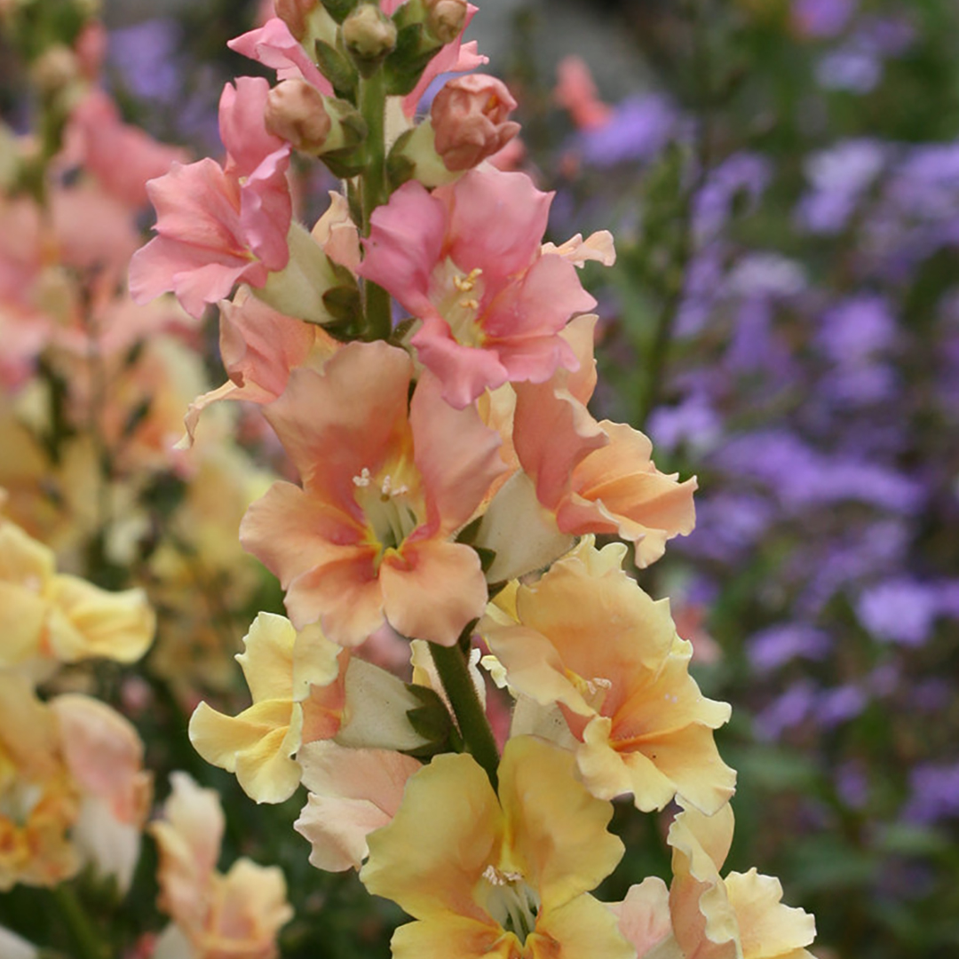 ANTIRRHINUM CHANTILLY PEACH F1
