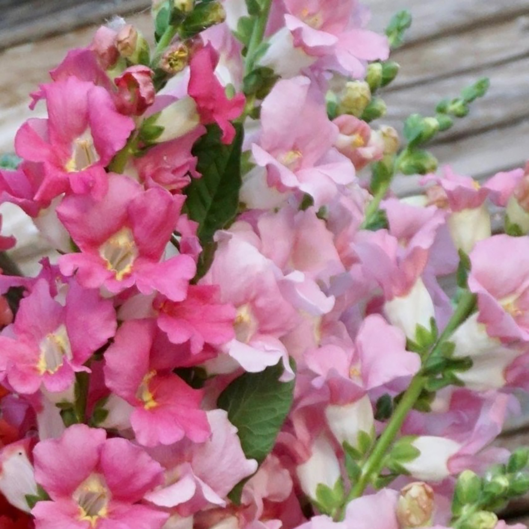 ANTIRRHINUM CHANTILLY PRETTY IN PINK F1