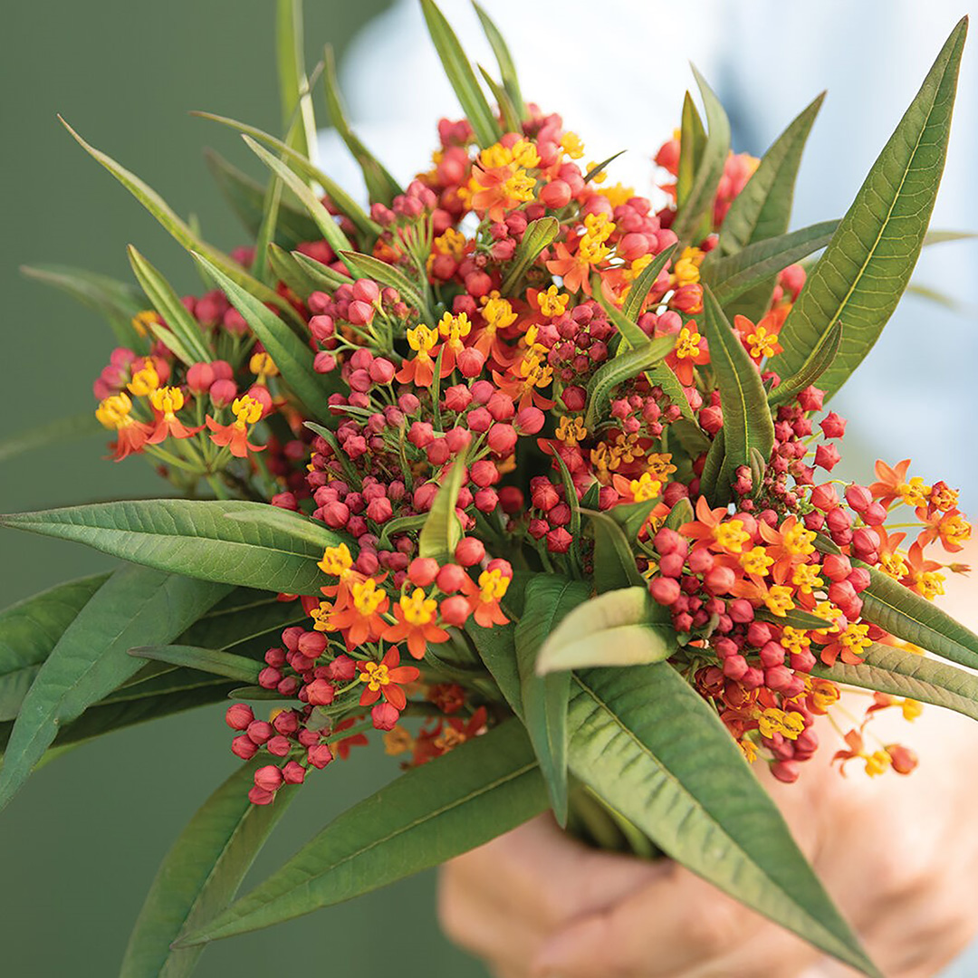 ASCLEPIAS APOLLO ORANGE