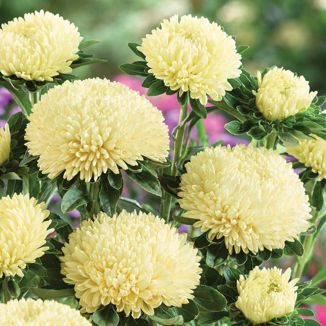ASTER BALLOON LEMON CREAM