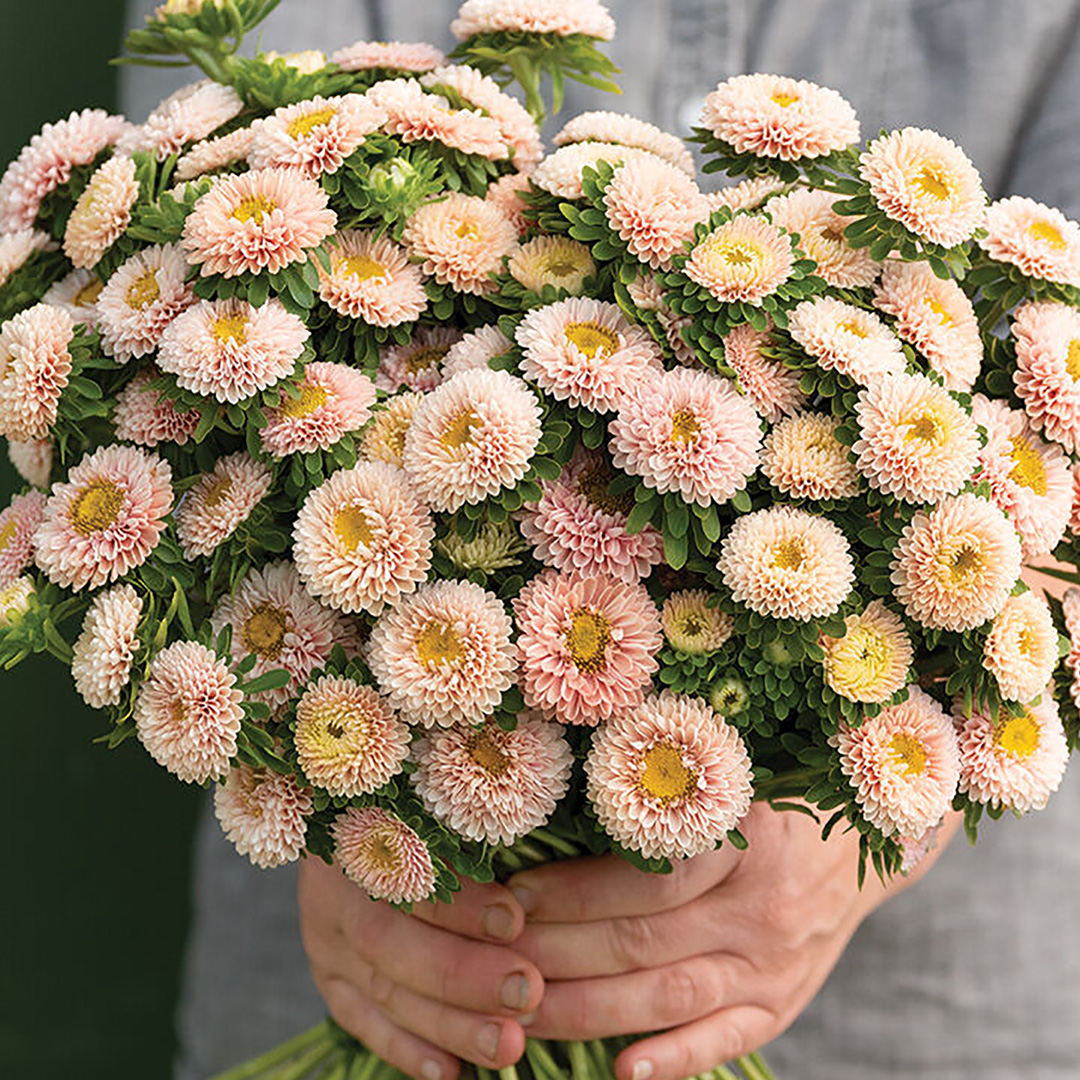 ASTER MATSUMOTO APRICOT