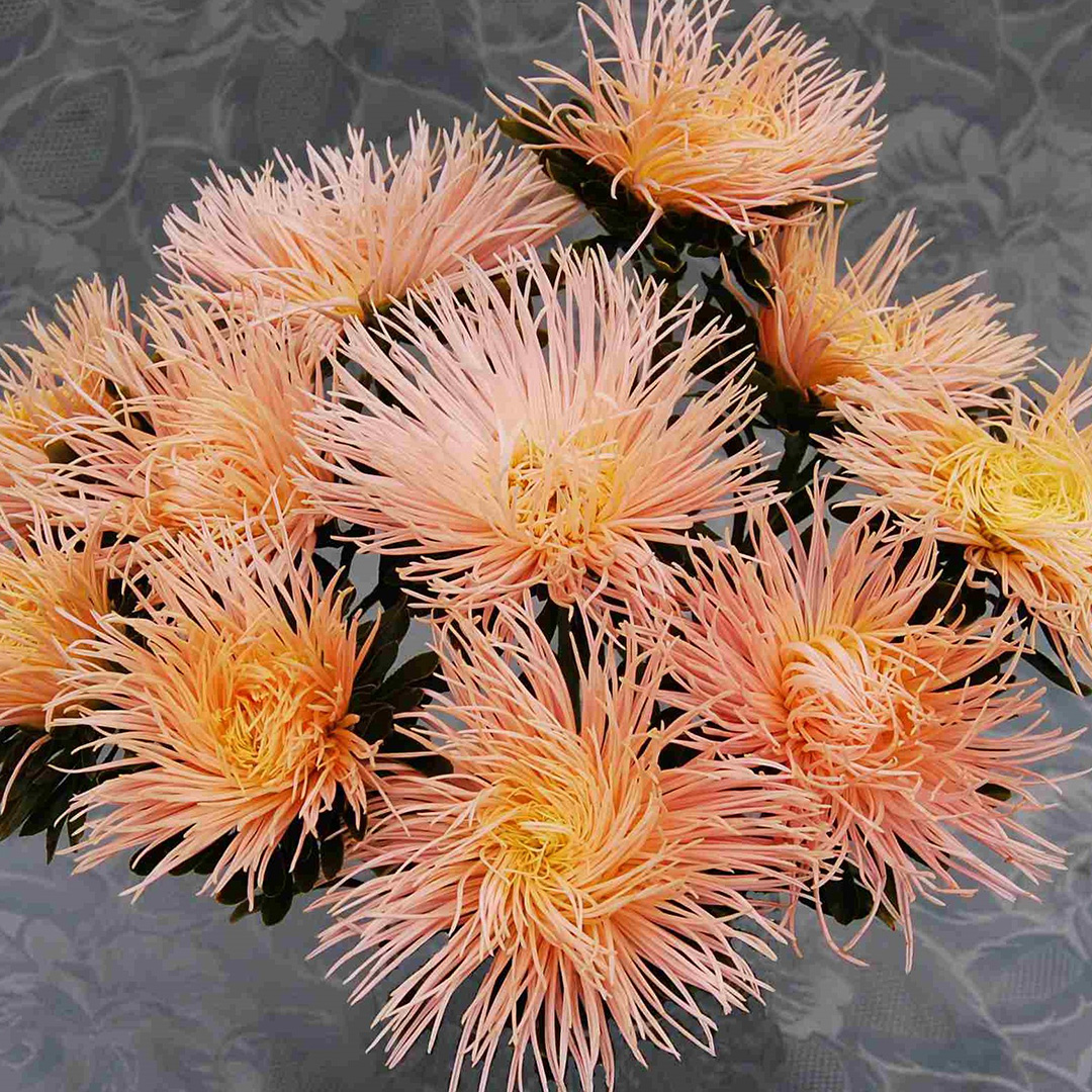 ASTER GIANT QUILLED CHAMPAGNE