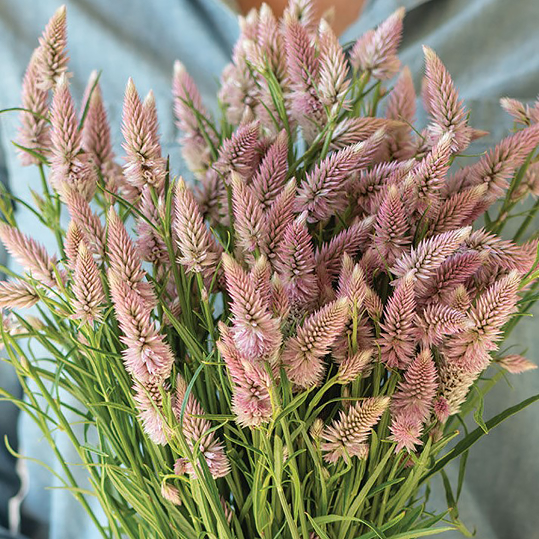 CELOSIA FLAMINGO FEATHERS