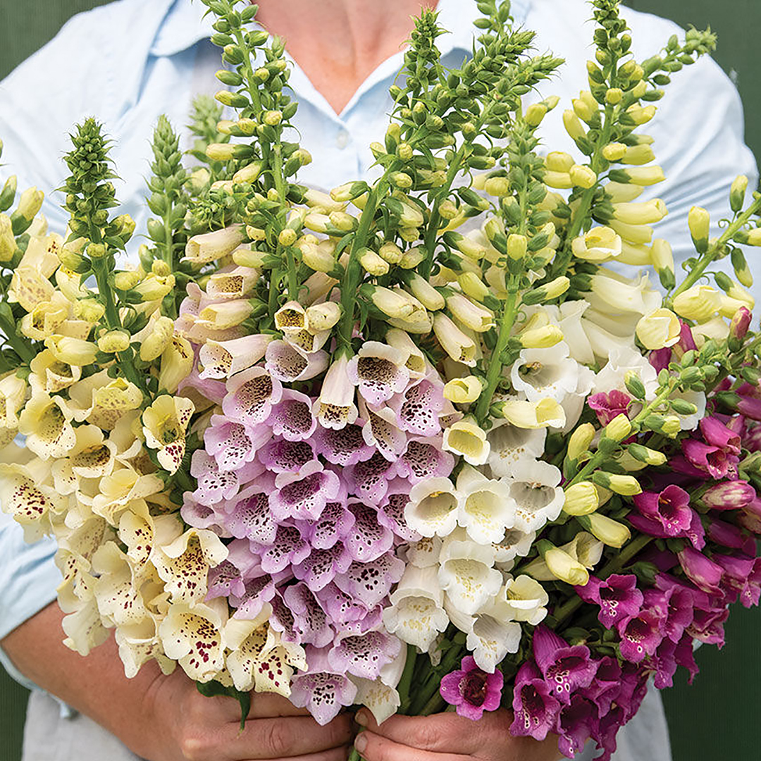 DIGITALIS CAMELOT F1 MIXED