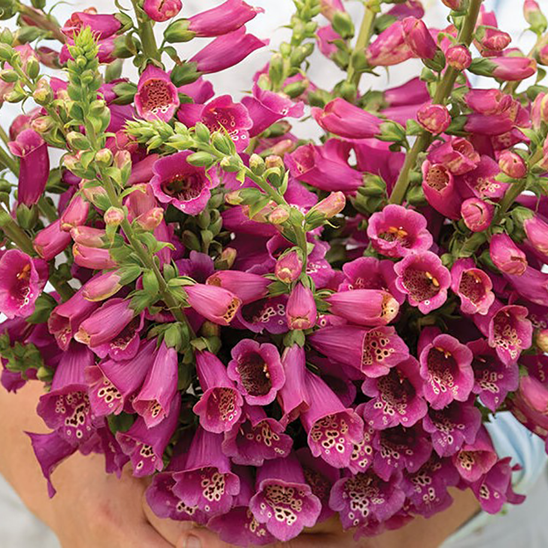DIGITALIS CAMELOT ROSE F1
