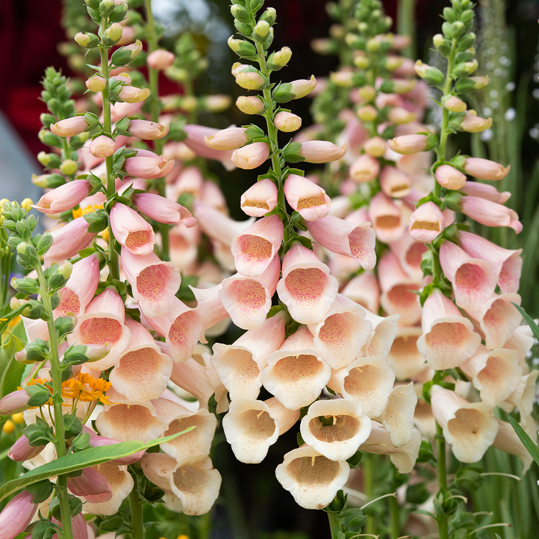 DIGITALIS DALMATIAN PEACH