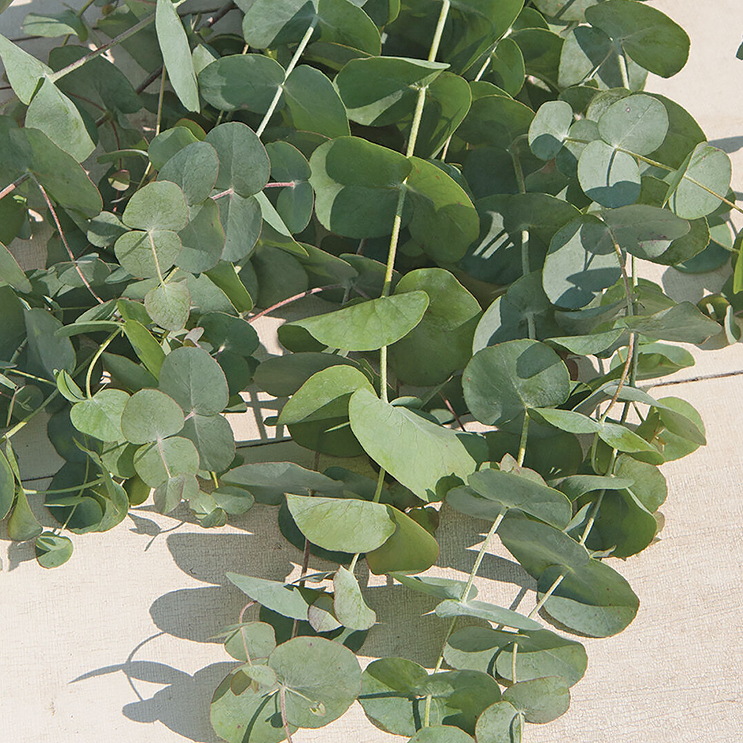 EUCALYPTUS SILVER DOLLAR