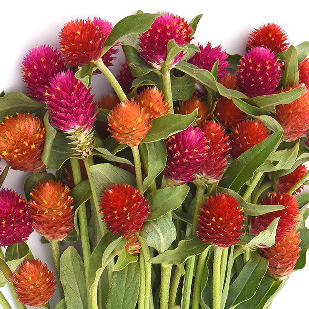 GOMPHRENA SUNSET MIXED