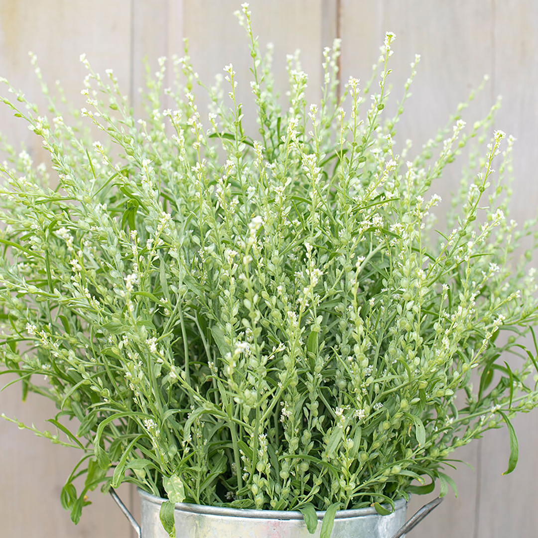 LEPIDIUM SATIVUM