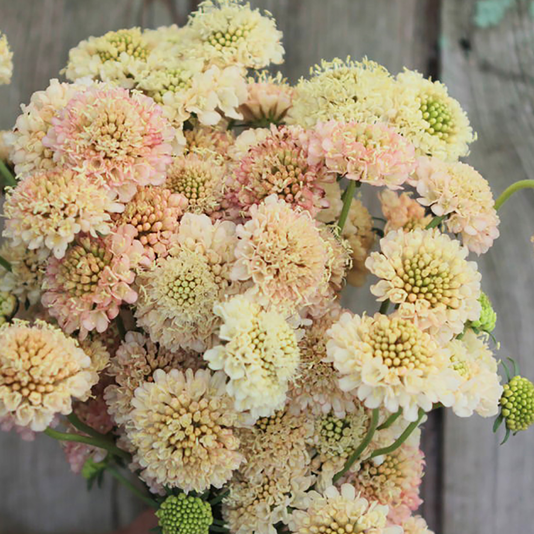 SCABIOSA MORGANA YELLOW