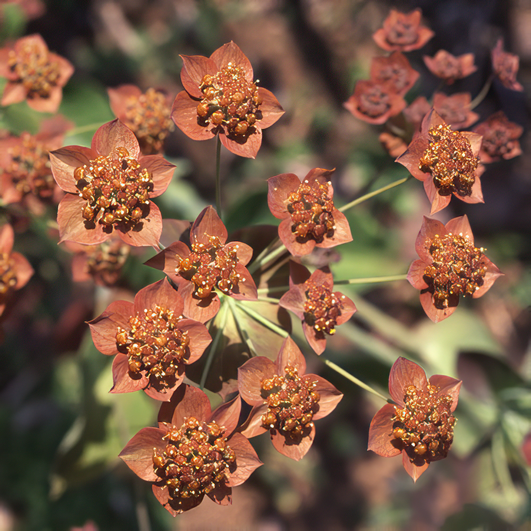 BUPLEURUM LONGIFOLIUM BRONZE BEAUTY