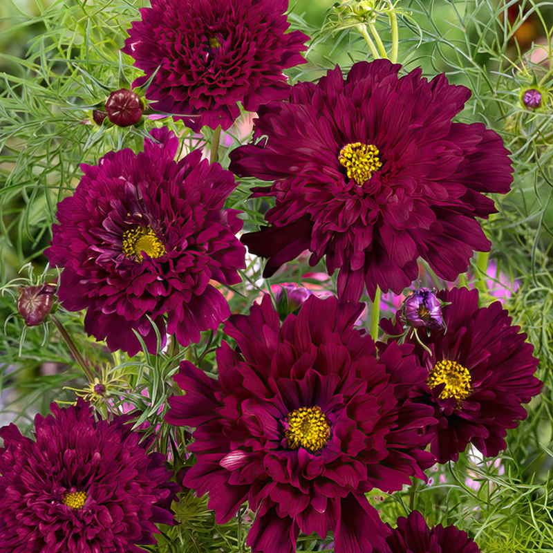 COSMOS DOUBLE BONBON CRANBERRIES