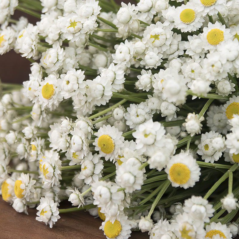 AMMOBIUM ALATUM
