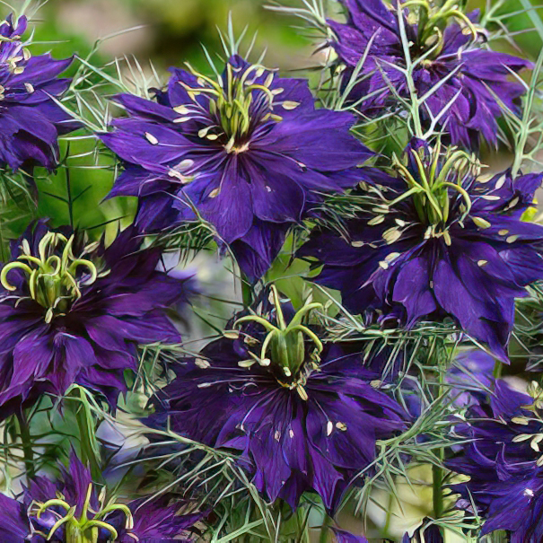 NIGELLA MISS JEKYLL DARK BLUE