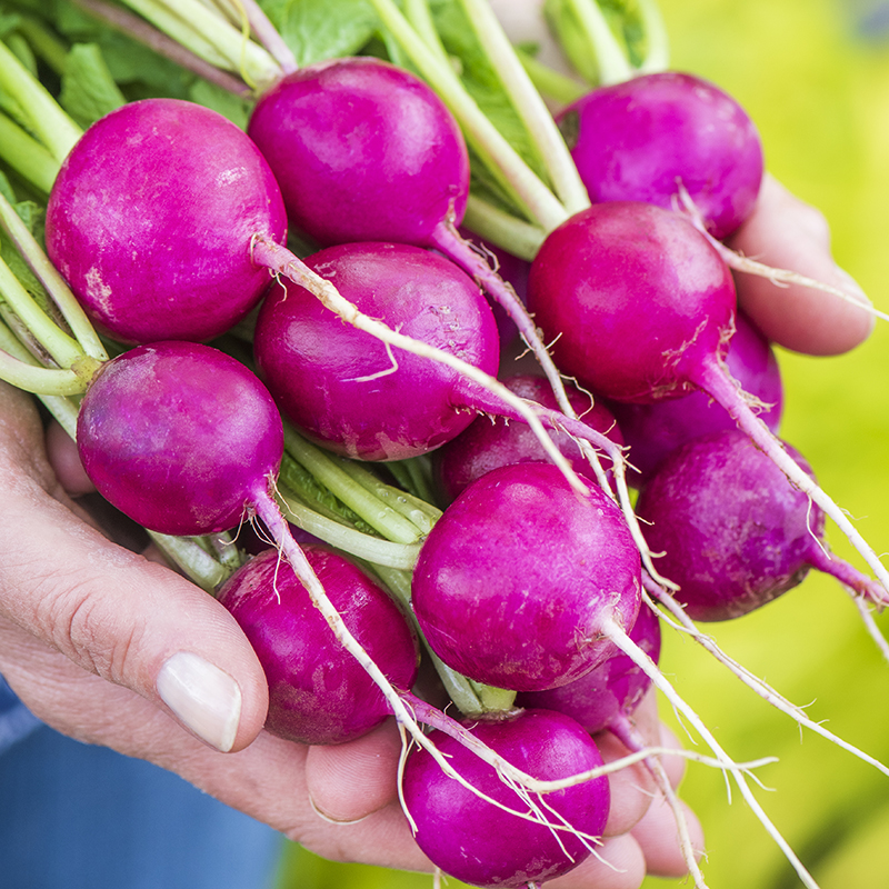 RADISH ROYAL PURPLE