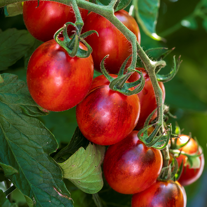 TOMATO BLACK MOON HYBRID