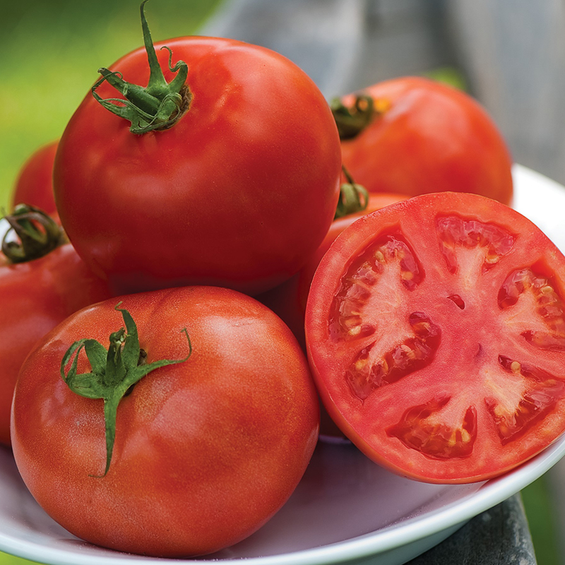 TOMATO EARLY PICK HYBRID
