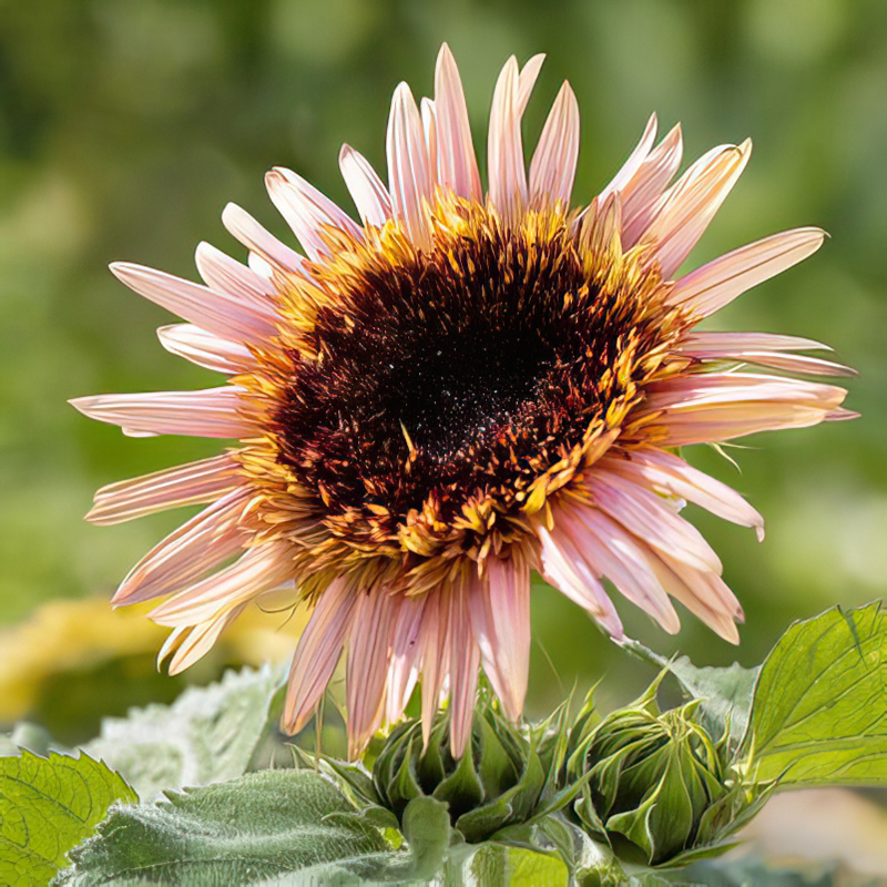 HELIANTHUS ASTRA ROSE