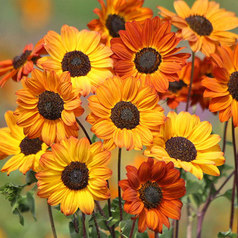 HELIANTHUS SOLUNA BRONZE