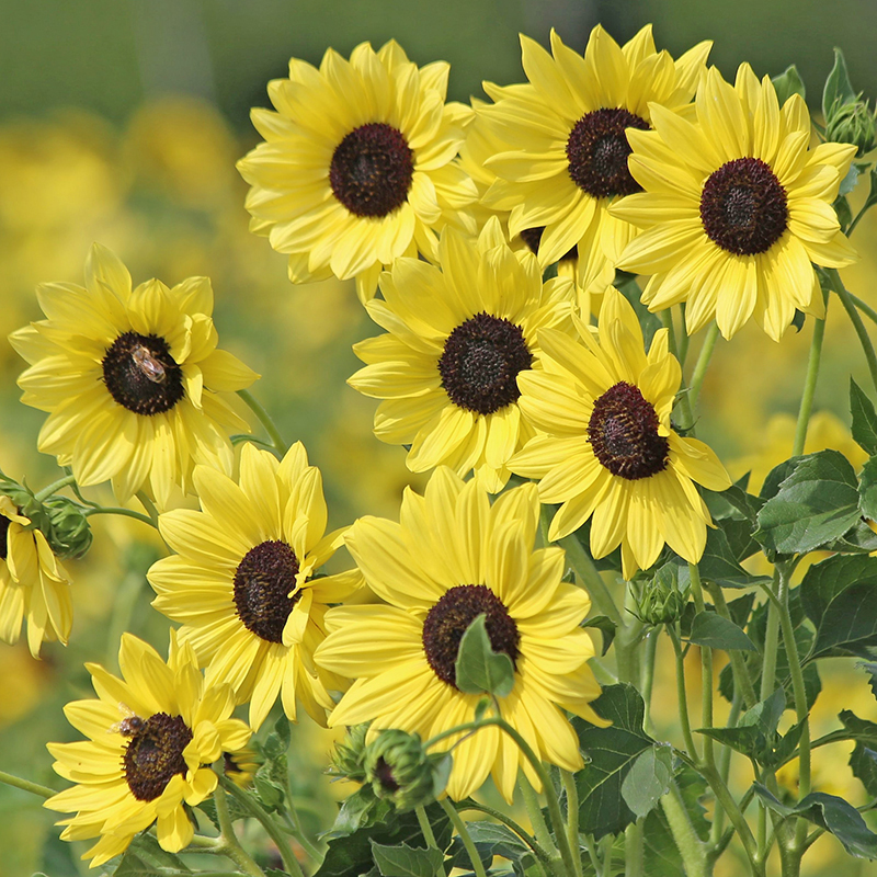 HELIANTHUS SOLUNA LEMON