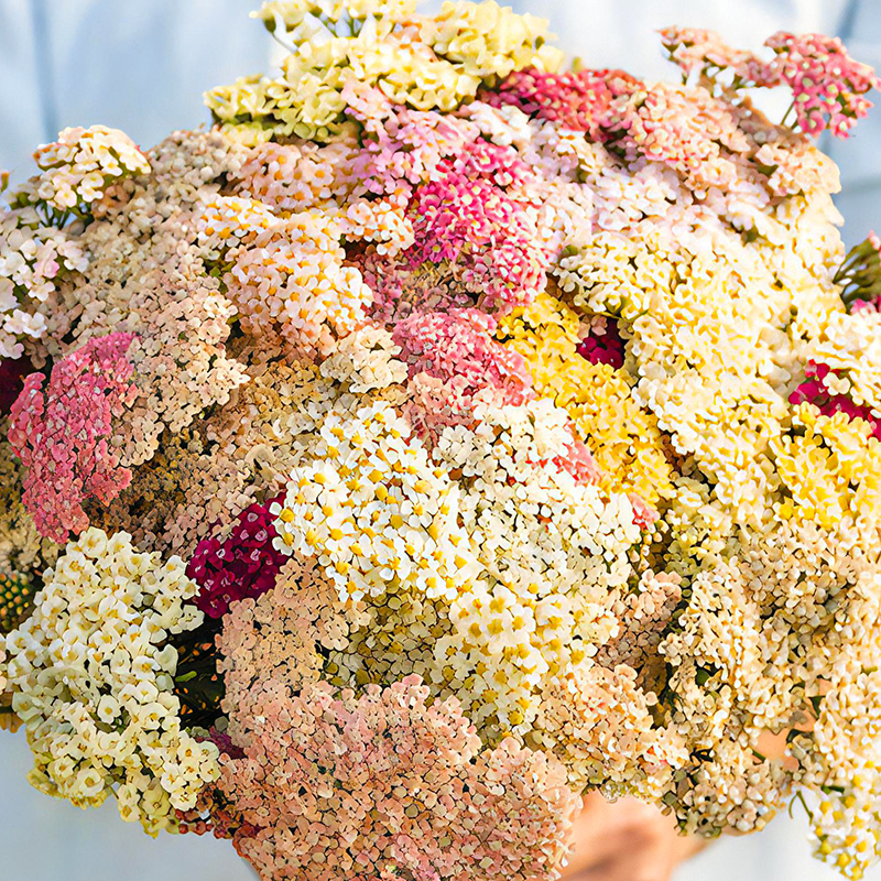 ACHILLEA FAVOURITE BERRIES