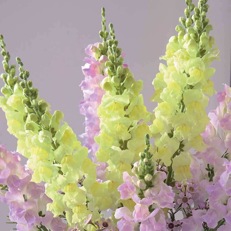 ANTIRRHINUM LEGEND SHERBET LEMONS F1