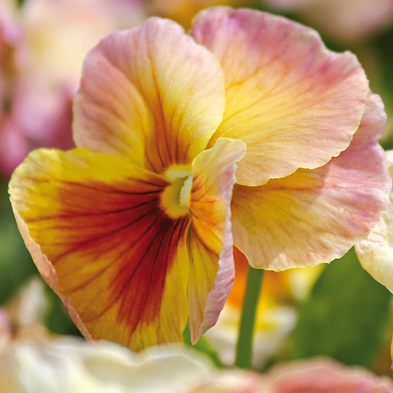 PANSY INSPIRE PEACH F1