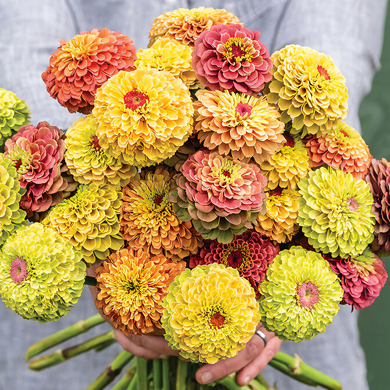 ZINNIA QUEEN LIME MIXED