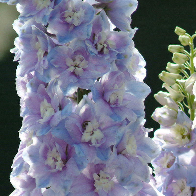 DELPHINIUM GUARDIAN LAVENDER