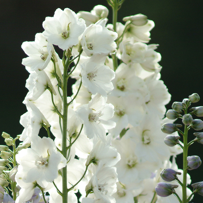 DELPHINIUM GUARDIAN WHITE