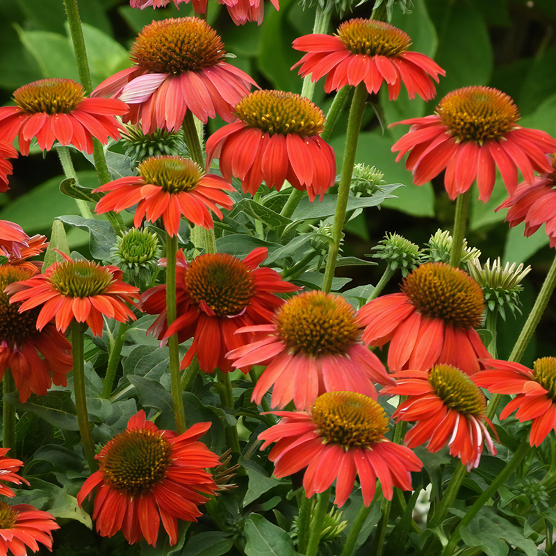 ECHINACEA ARTISAN OMBRE RED F1