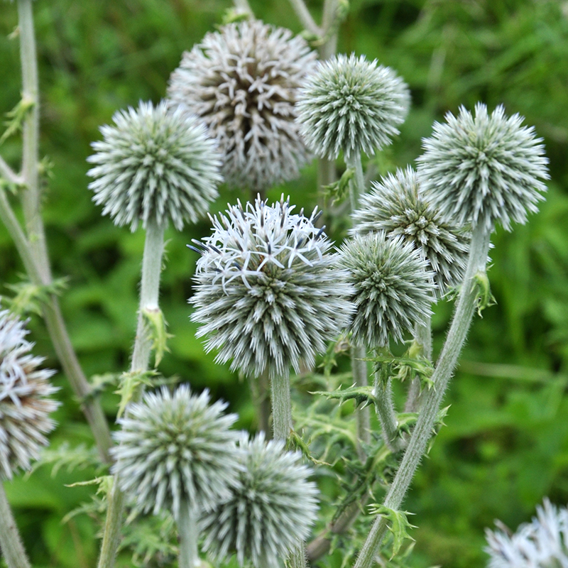ECHINOPS STAR FROST