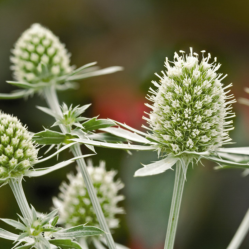 ERYNGIUM PLANUM SILVER GLITTER