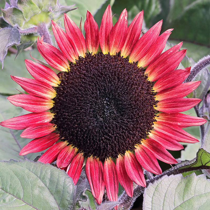 HELIANTHUS DESIRE RED