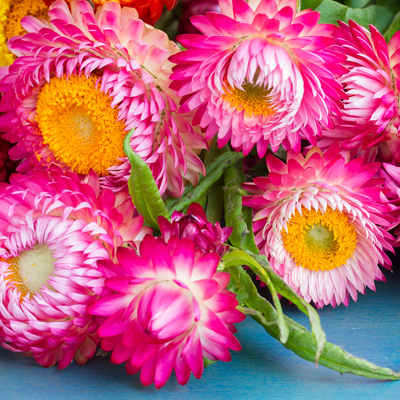 HELICHRYSUM CANDY PINK