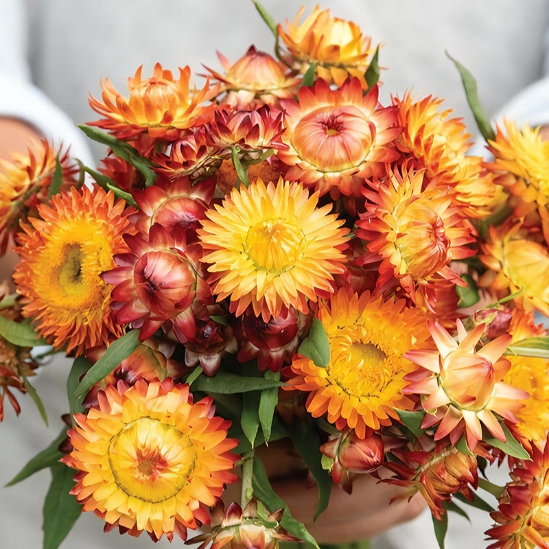 HELICHRYSUM ORANGE FLAME