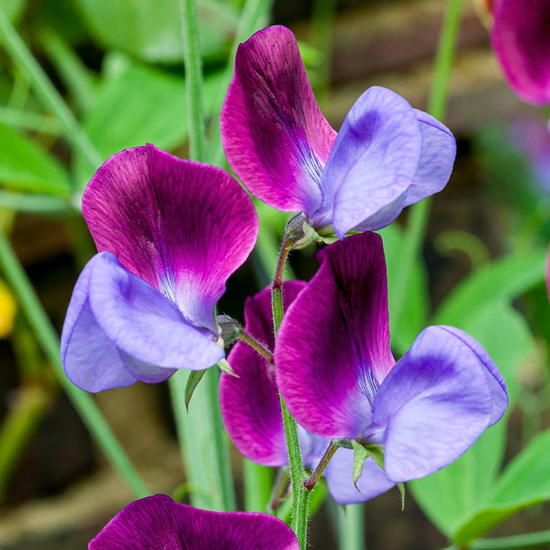 LATHYRUS MATUCANA