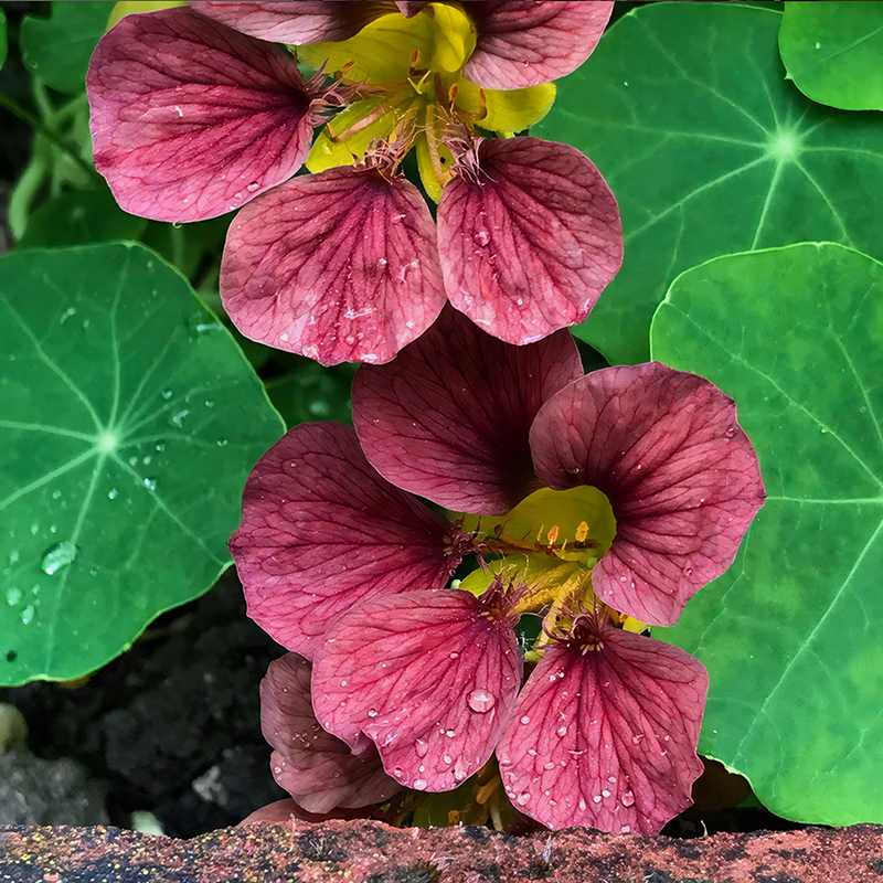 NASTURTIUM PURPLE EMPEROR