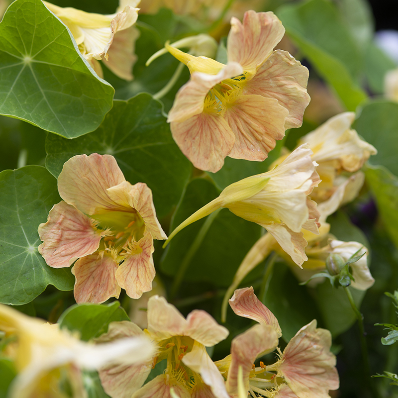 NASTURTIUM TIP TOP CREAM PINK  BLUSH