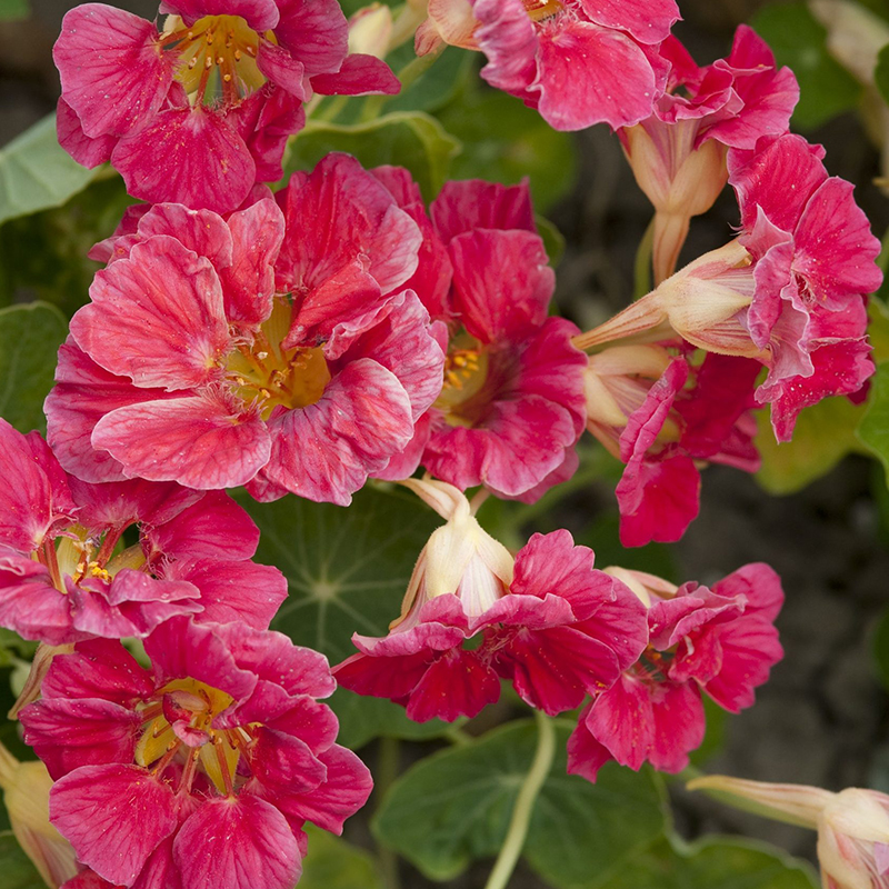 NASTURTIUM CHERRY ROSE JEWEL