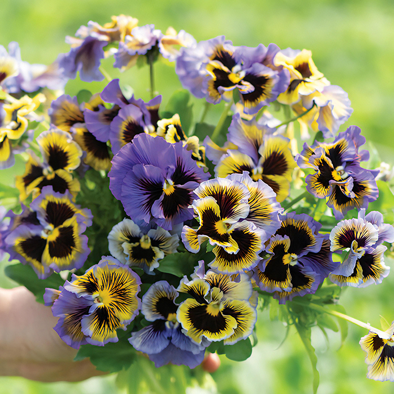 PANSY FRIZZLE SIZZLE YELLOW & BLUE SWIRL