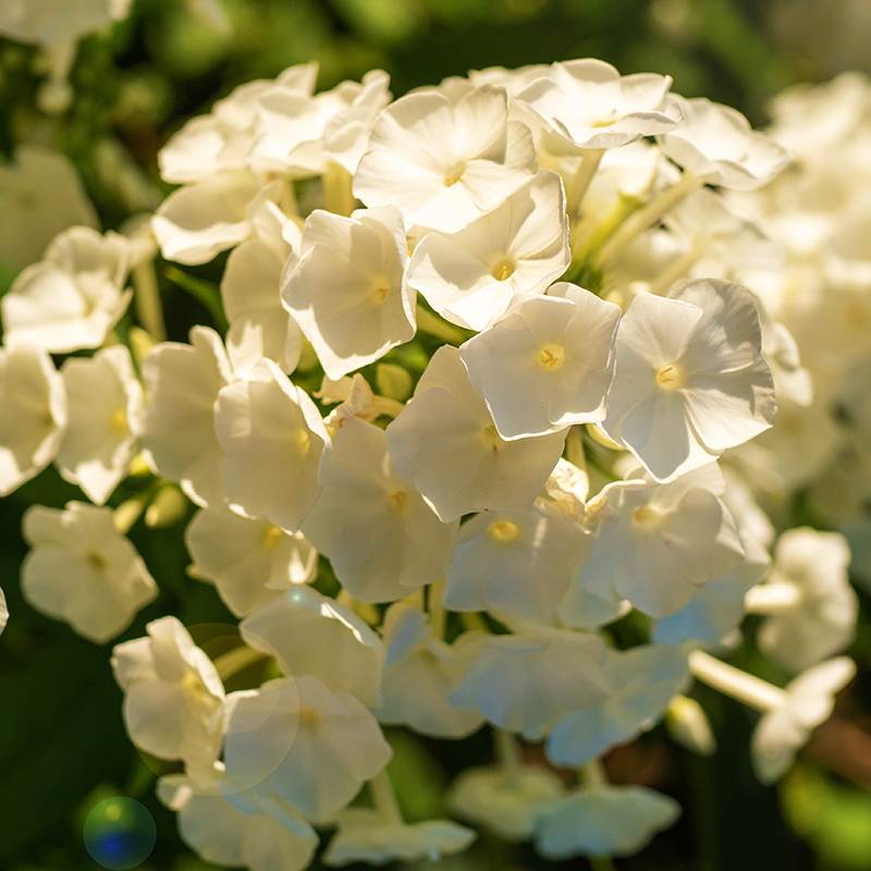 PHLOX DRUMMONDII WHIPPED CREAM